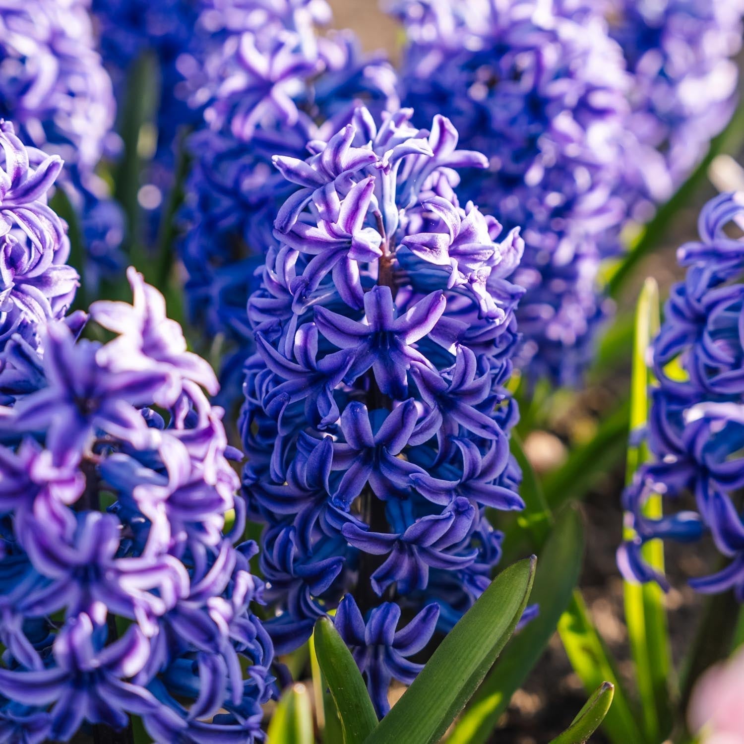Hyasintti 'Blue Jacket'