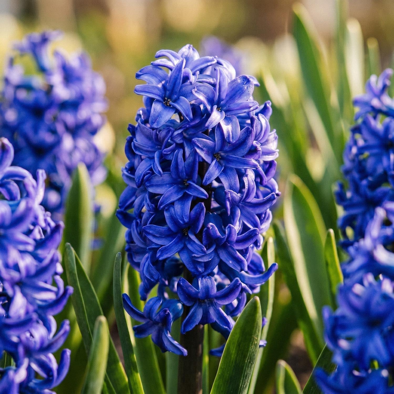 Hyasintti 'Blue Trophy'