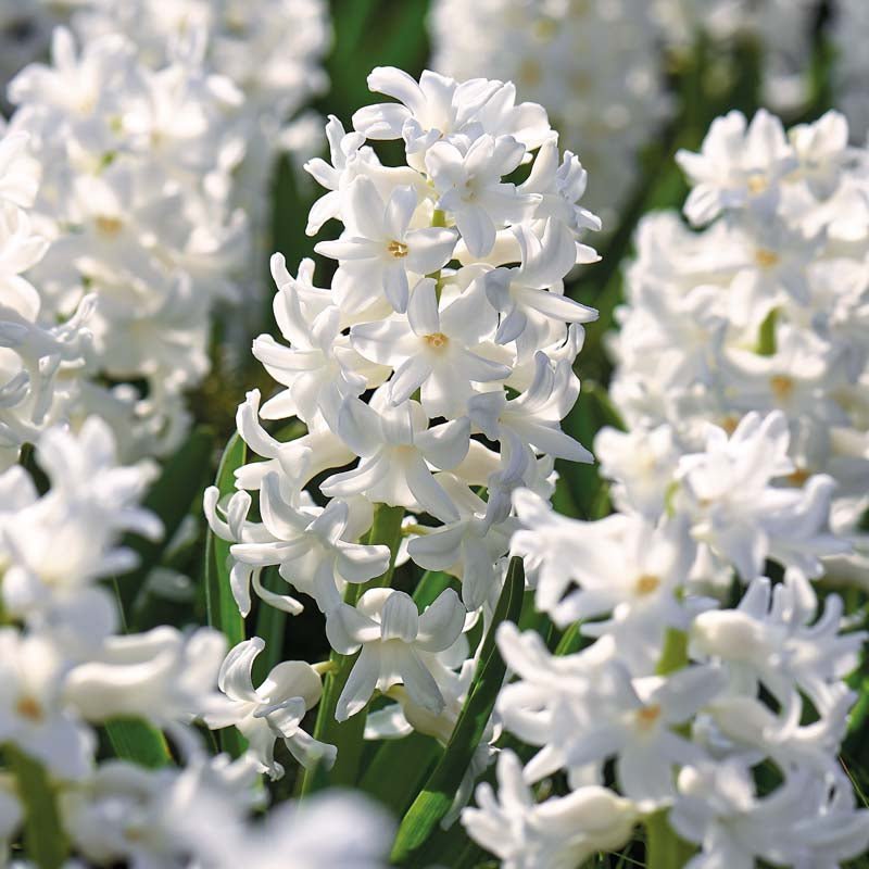 Hyasintti 'Carnegie'