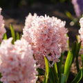 Hyasintti 'China Pink'