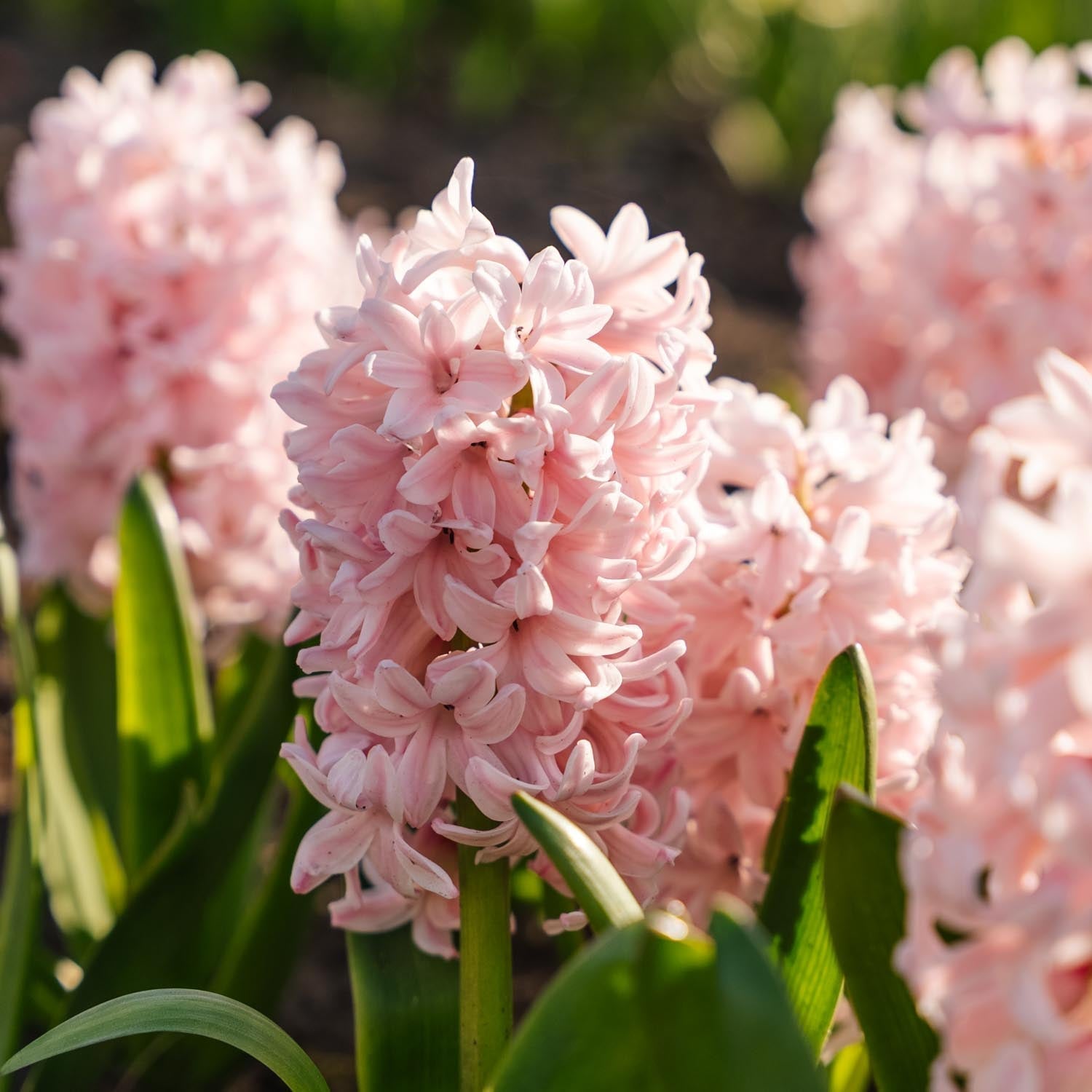 Hyasintti 'China Pink'
