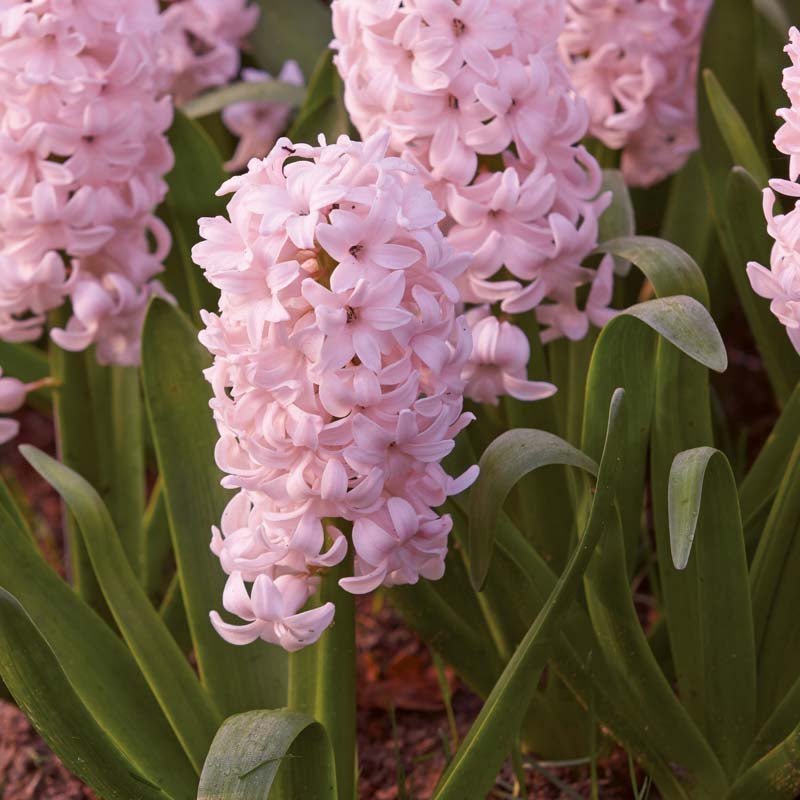 Hyasintti 'China Pink'