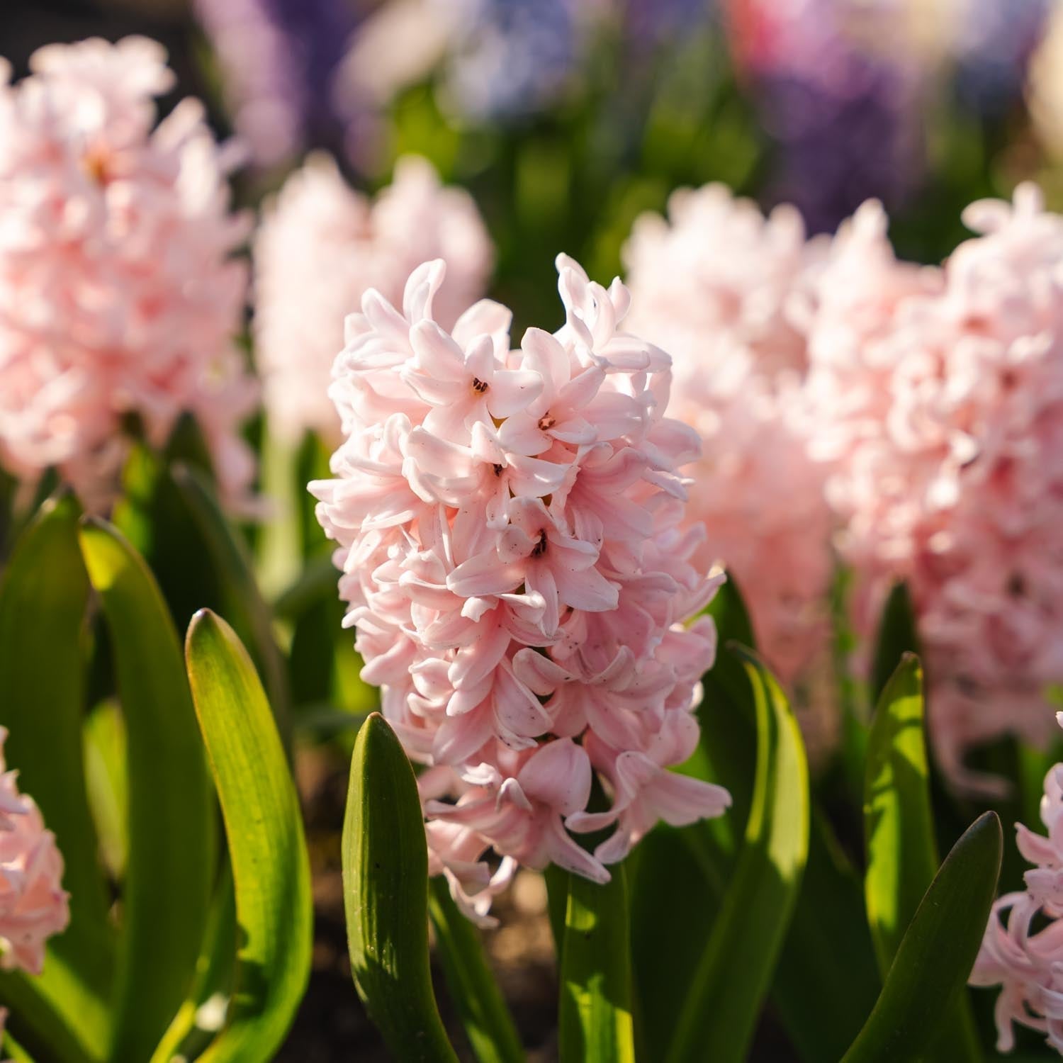 Hyasintti 'China Pink'