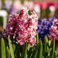 Hyasintti 'Fondant'