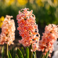 Hyasintti 'Gipsy Queen'