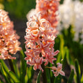 Hyasintti 'Gipsy Queen'