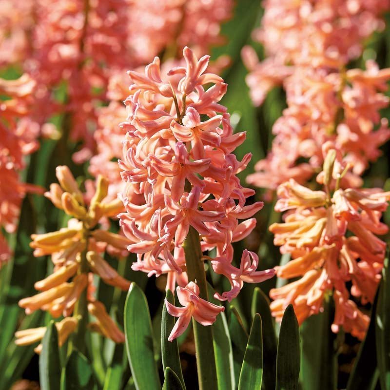 Hyasintti 'Gipsy Queen'