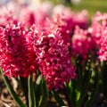Hyasintti 'Jan Bos'