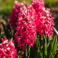 Hyasintti 'Jan Bos'