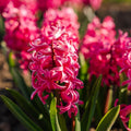 Hyasintti 'Pink Pearl'
