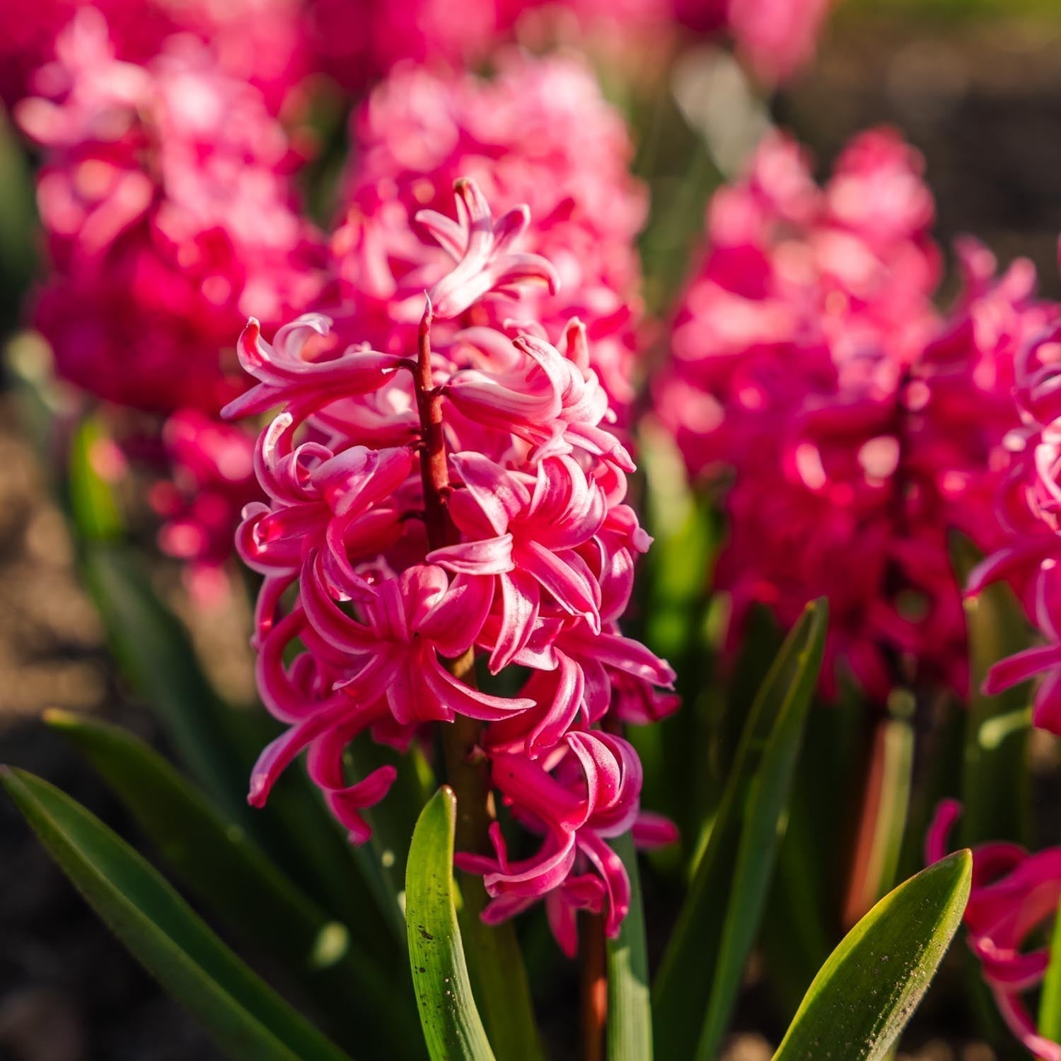 Hyasintti 'Pink Pearl'