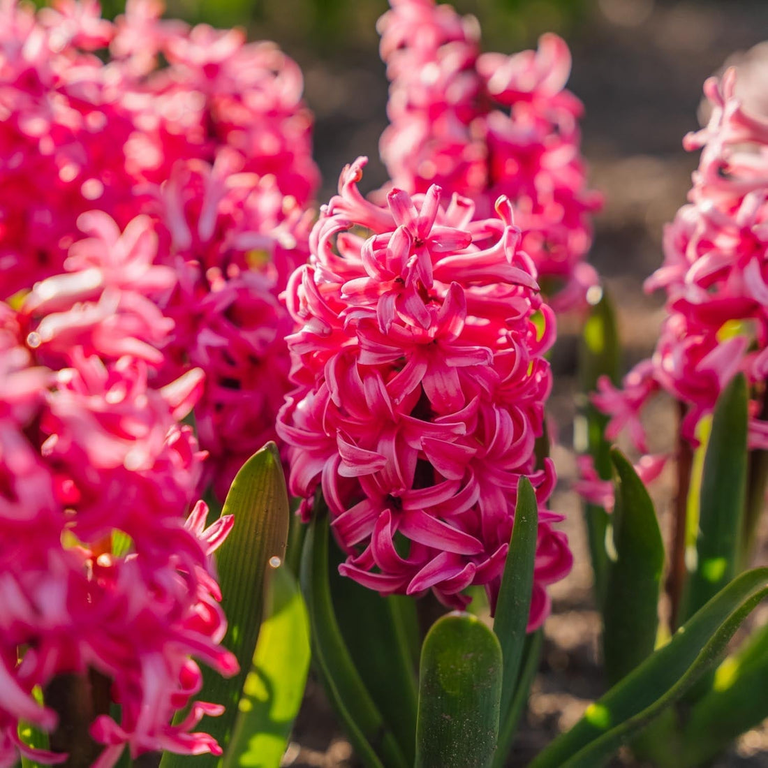 Hyasintti 'Pink Pearl'