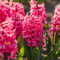 Hyasintti 'Pink Pearl'