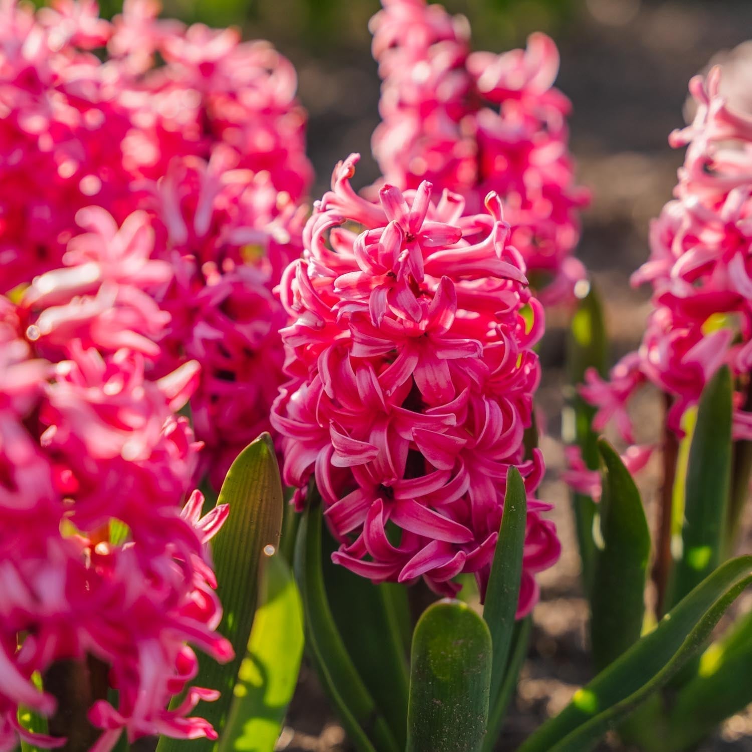 Hyasintti 'Pink Pearl'