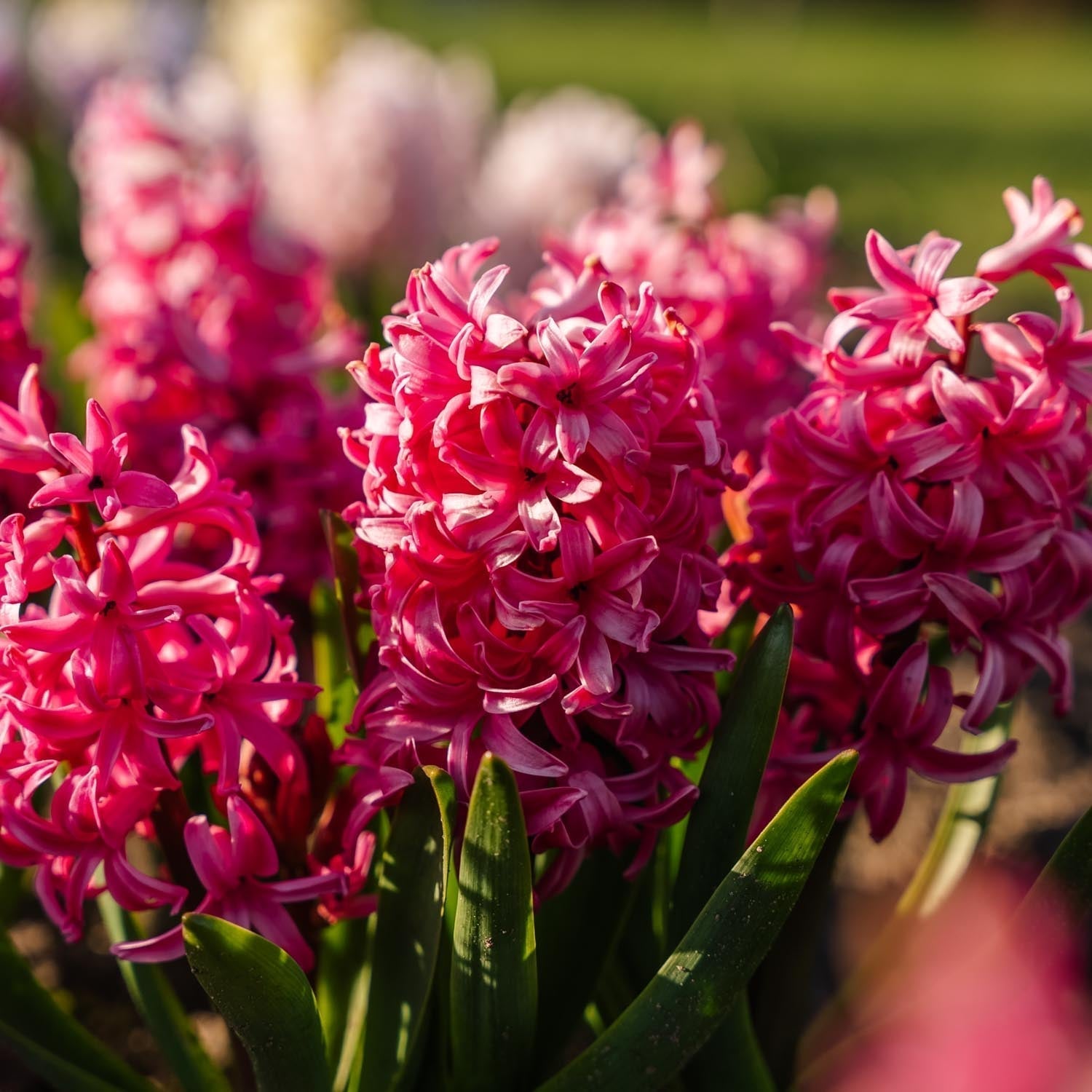 Hyasintti 'Pink Pearl'