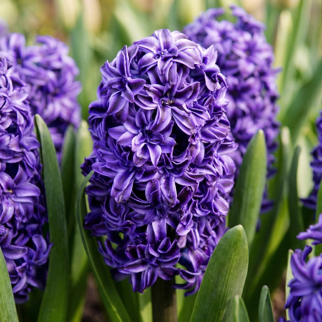 Hyasintti 'Royal Navy'