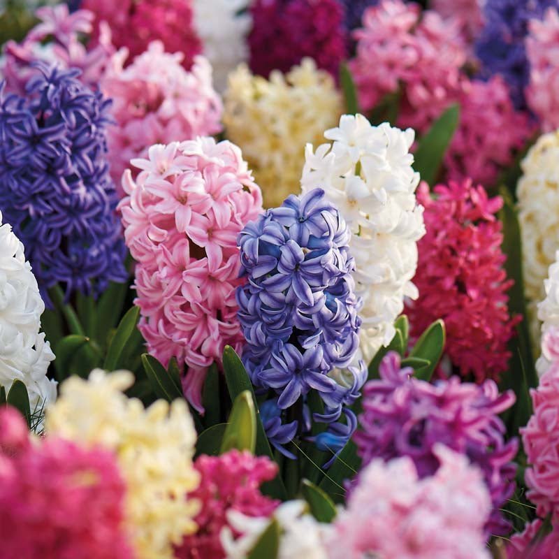 Hyasinttiseos 'Mixed'