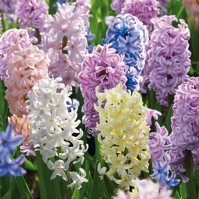 Hyasinttiseos 'Pastel Mixed'