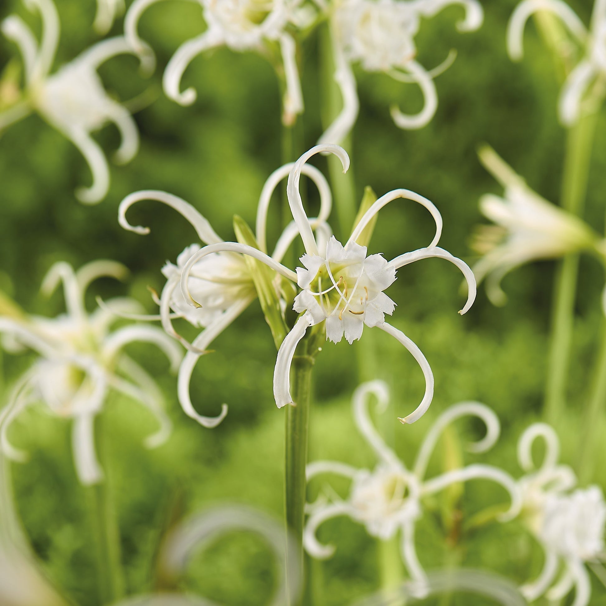 Hymenocallis 'Festalis'
