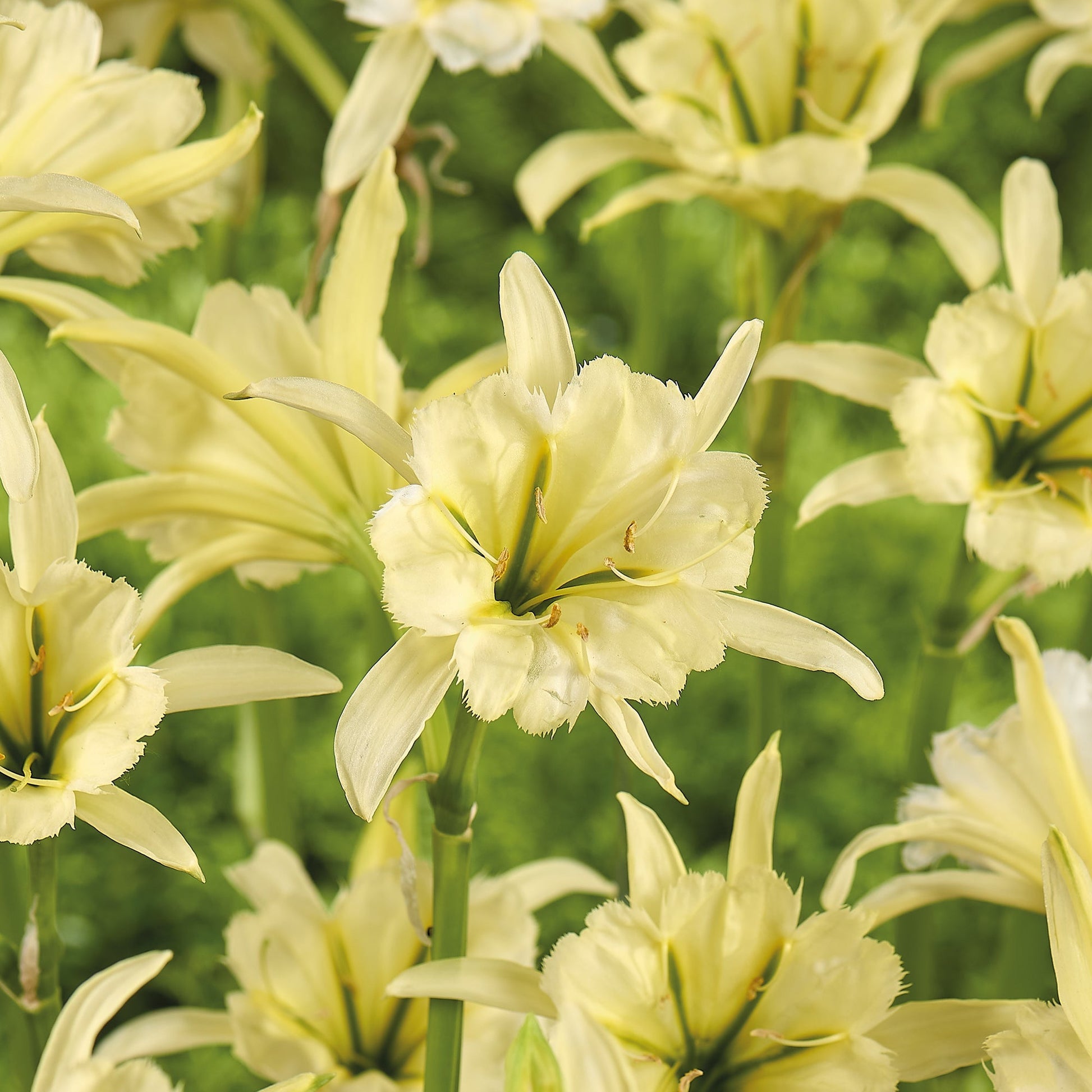 Hymenocallis 'Sulphur'