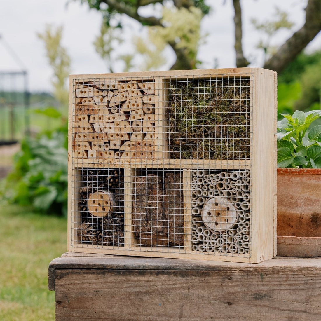 Hyönteishotelli, luonnonvärinen, Pituus: 12 cm Leveys: 38 cm Korkeus: 43 cm