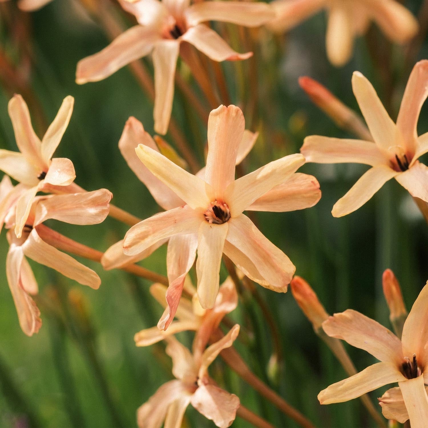 Iksia, Ixia 'Eos'