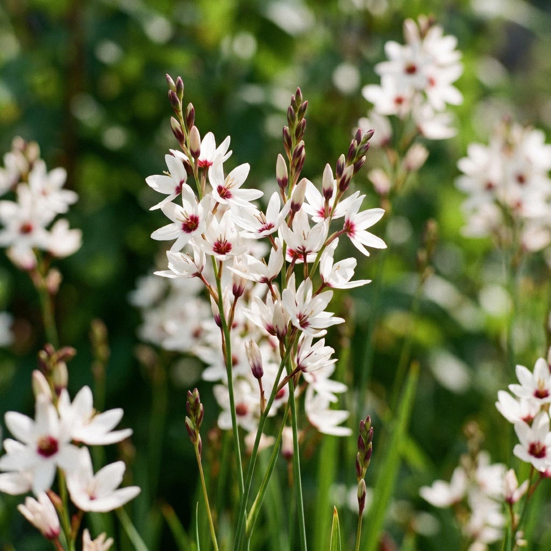 Iksia, Ixia 'Spotlight'