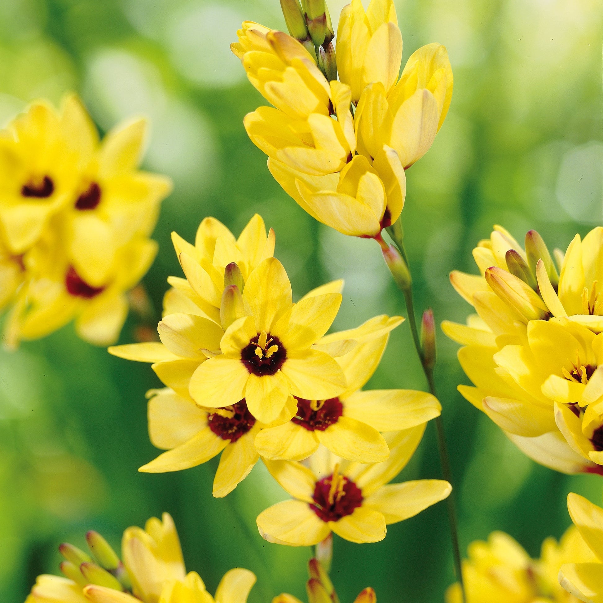 Iksia, Ixia 'Yellow Emperor'