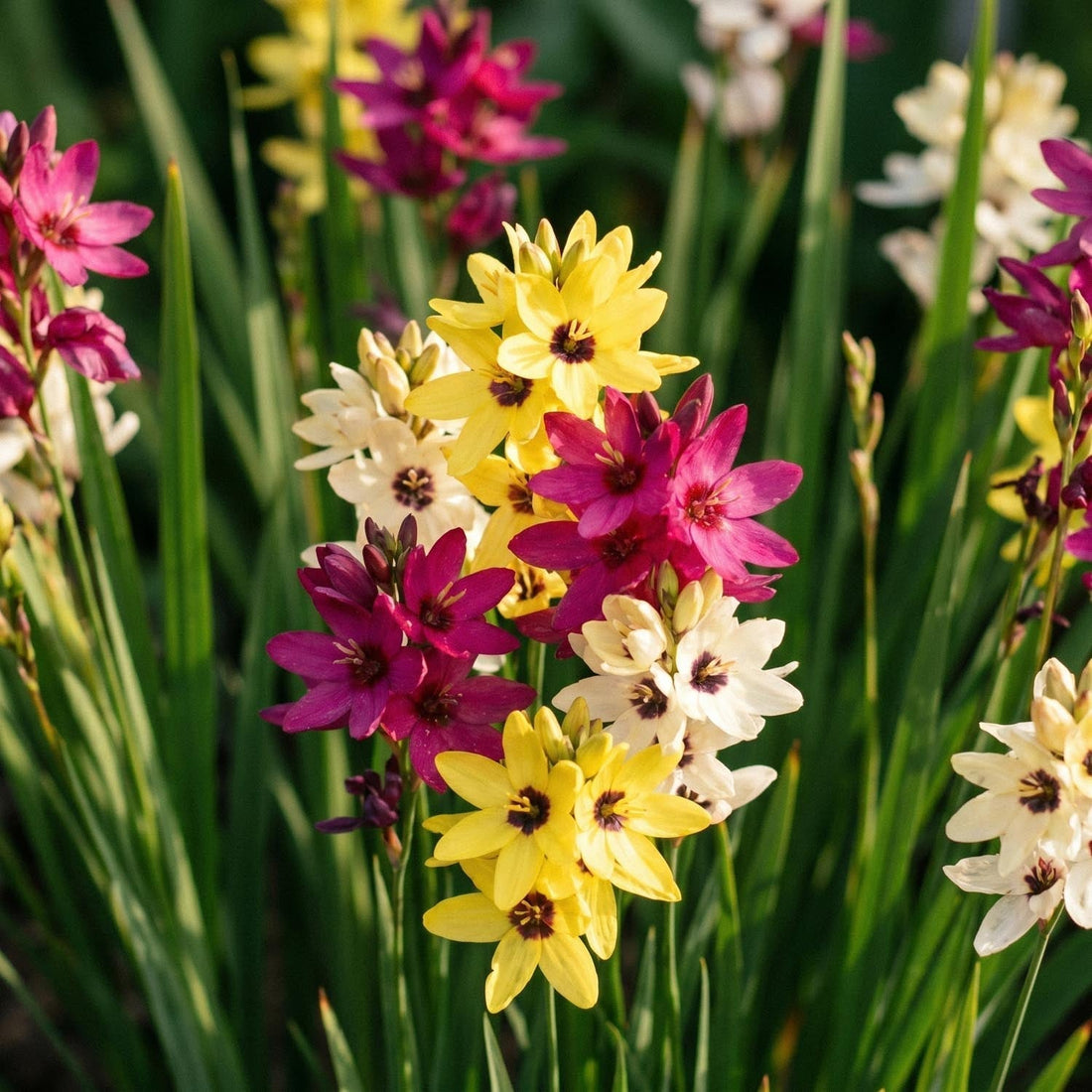 Iksiasekoitus, Ixia 'Mixed'