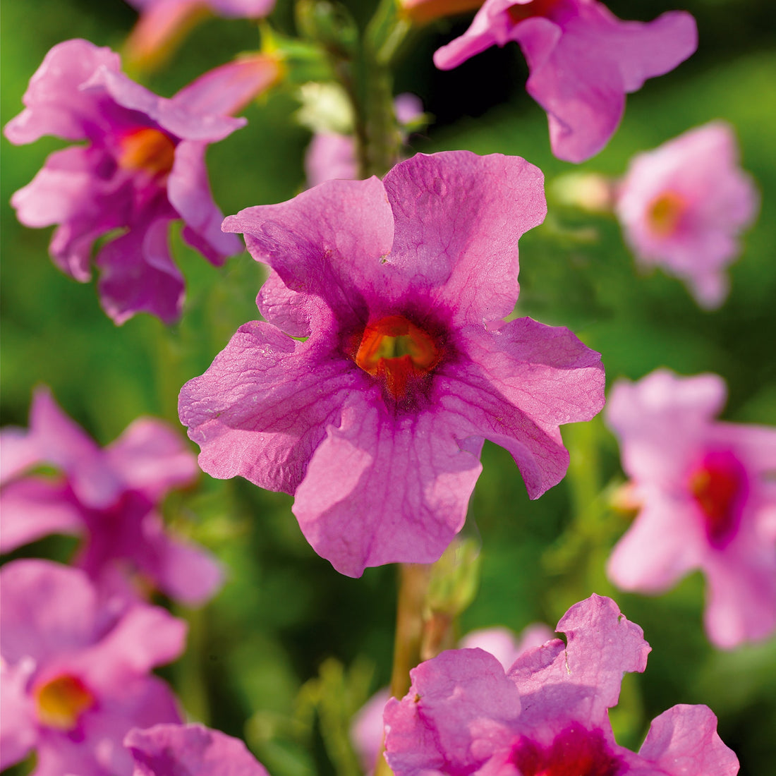 Incarvillea delavayi 'Pink'