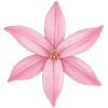 Ipheion sipulit / Heinätähti