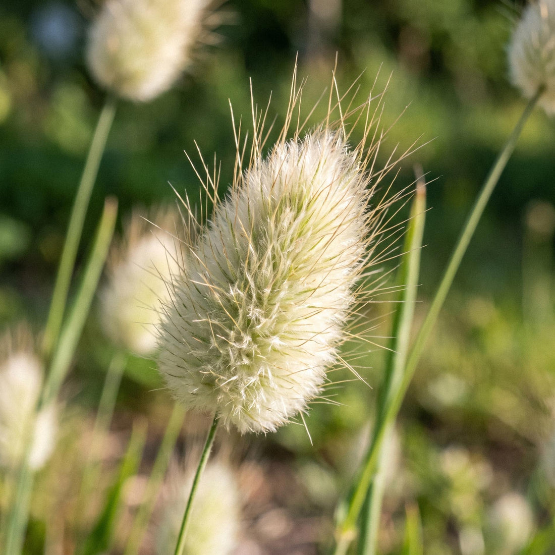 Jänönhännän siemenet 'Hare's-tail grass' - 150 luonnonmukaista siementä
