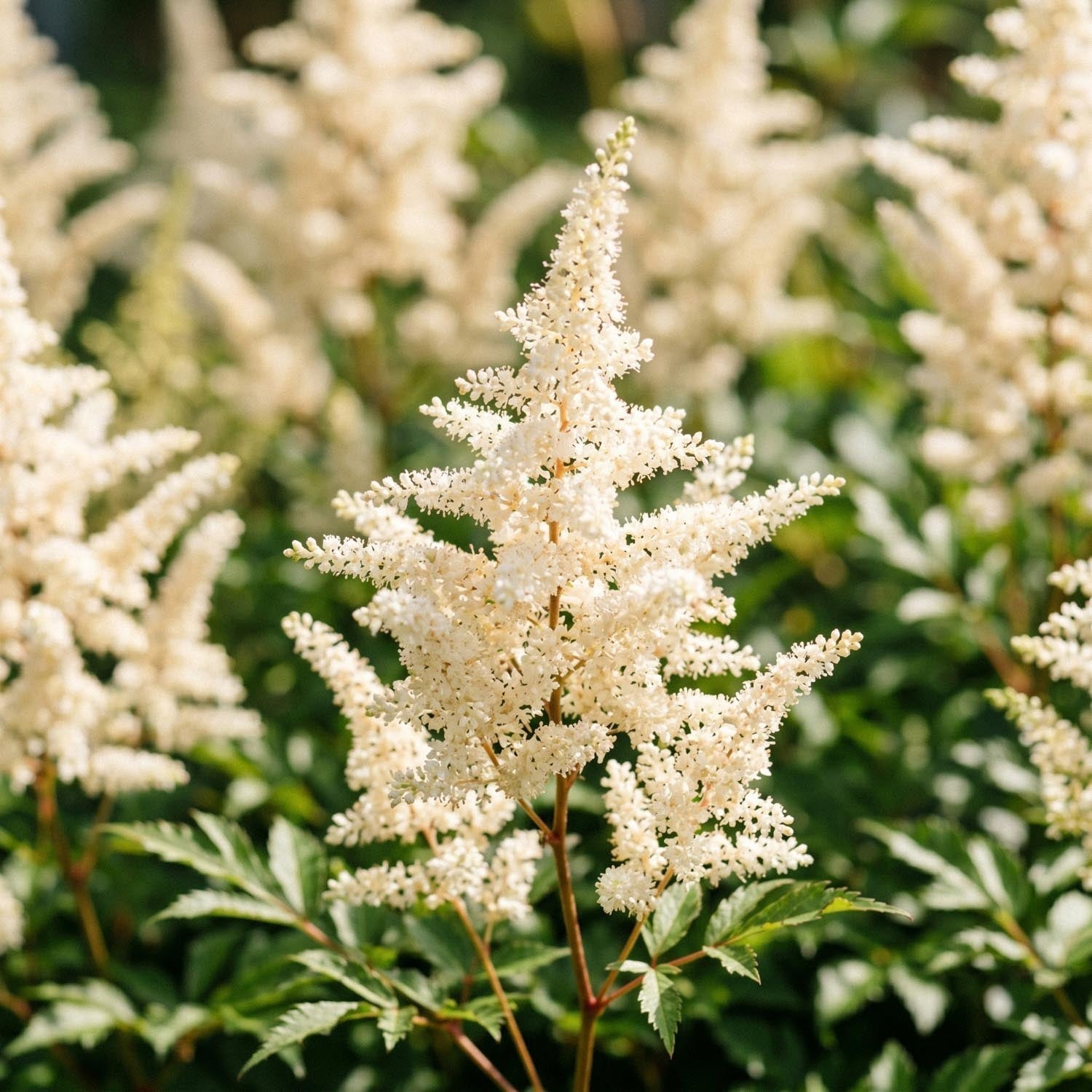 Jaloangervo, Astilbe 'Deutschland'