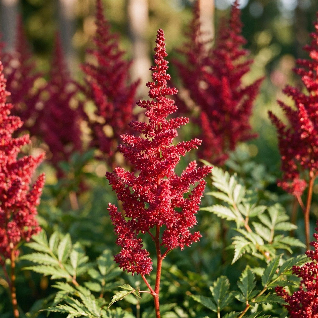 Jaloangervo, Astilbe 'Fanal'