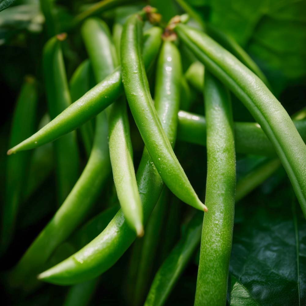 Kääpiöpavun siemenet 'Domino' - 15 luomusiementä