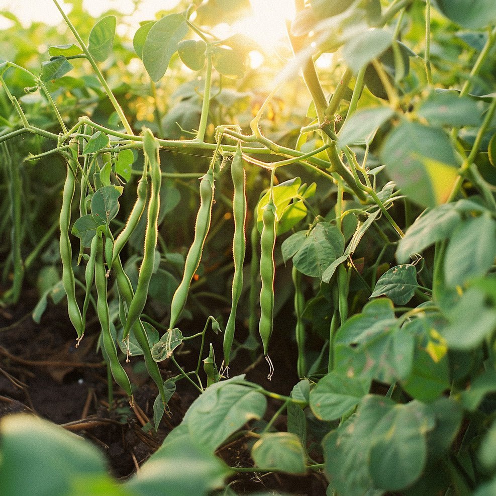 Kääpiöpavun siemenet 'Faraday' - 15 luomusiementä