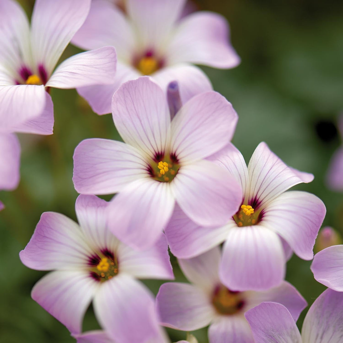 Käenkaali, Oxalis 'Adenophylla'