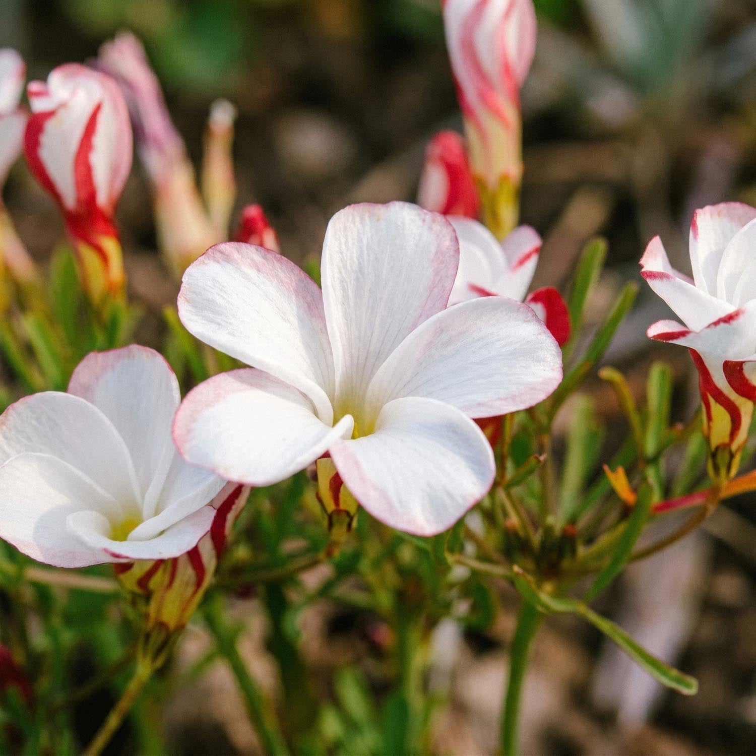 Käenkaali, Oxalis 'Versicolor'