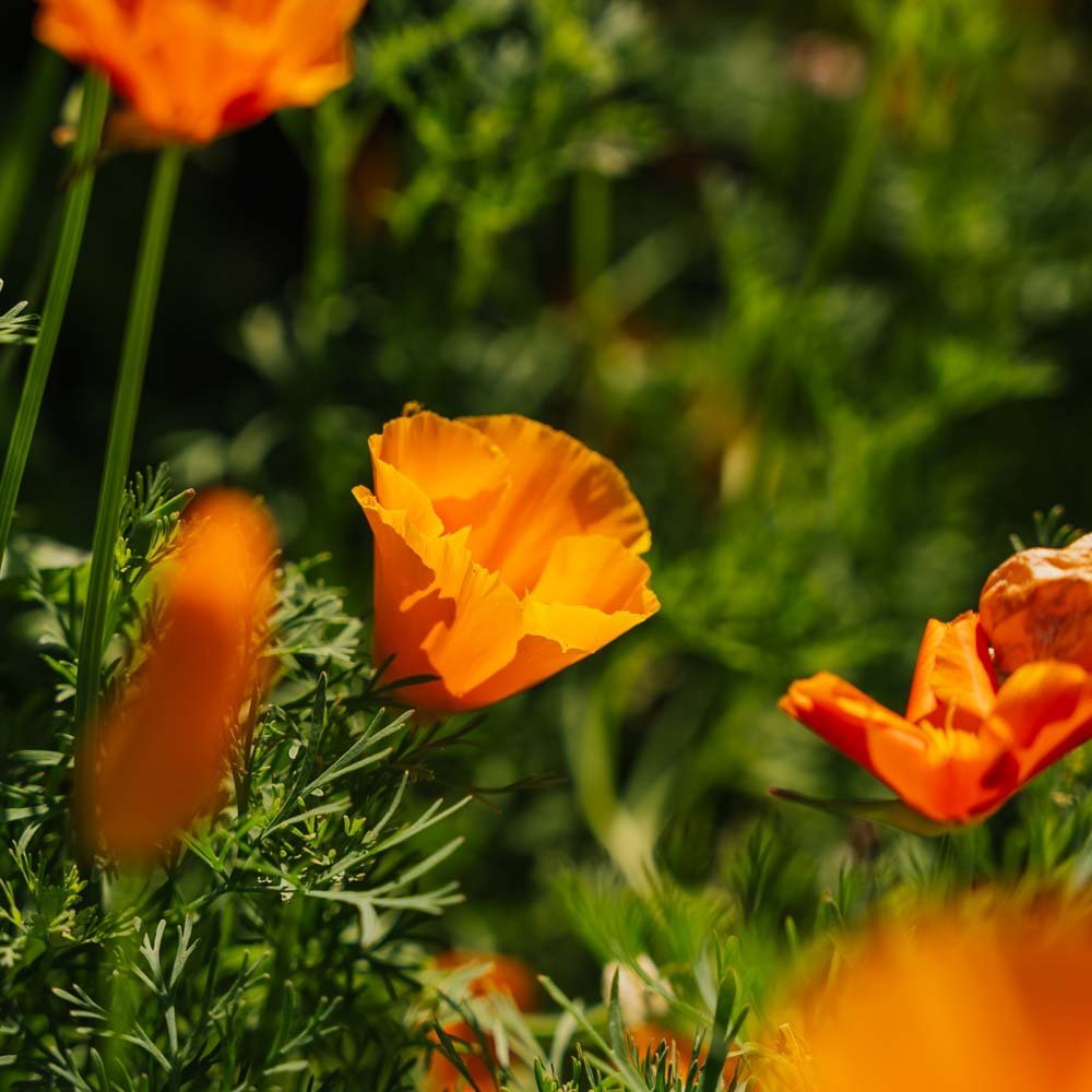 Kaliforniantuliunikon siemenet - 100 luomusiementä