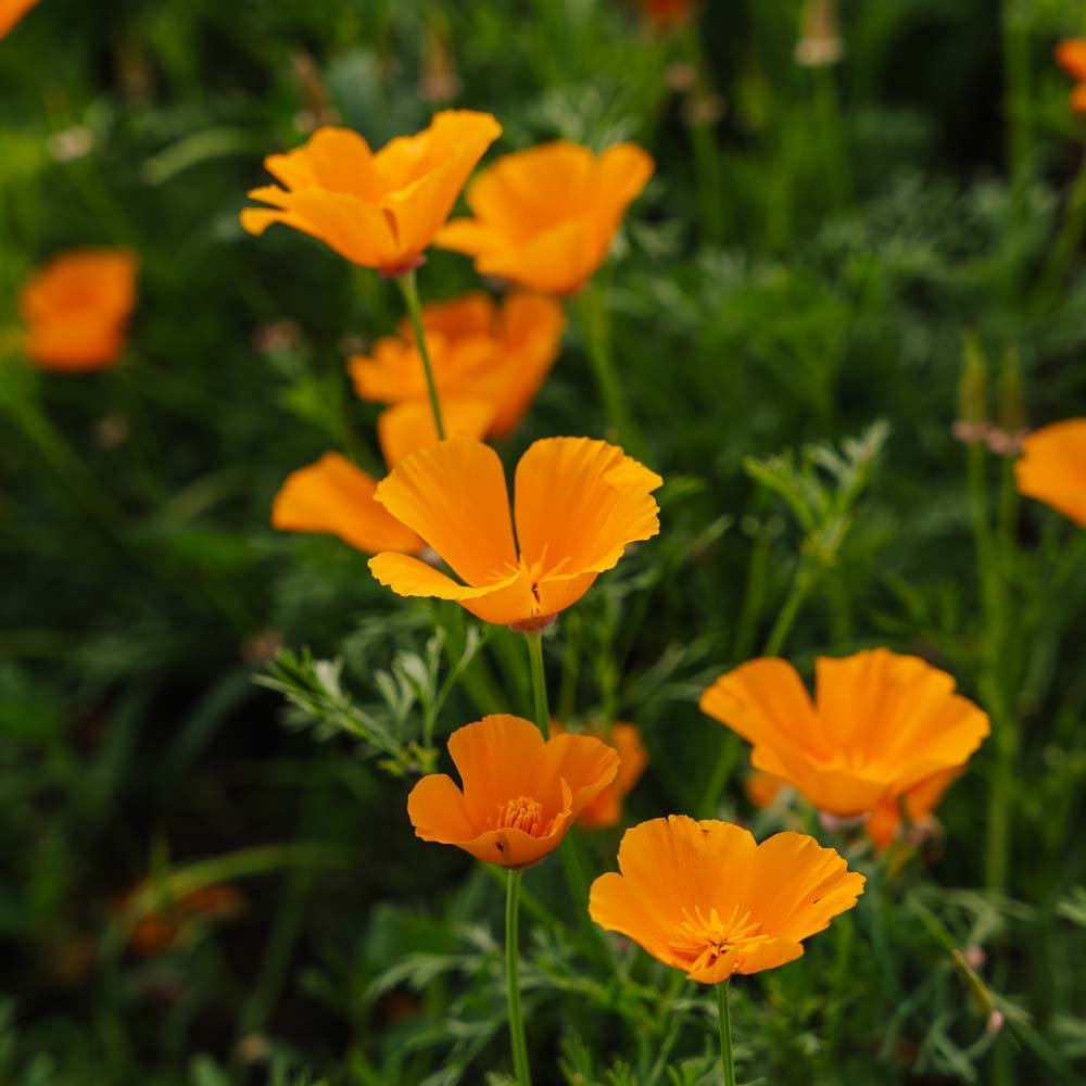 Kaliforniantuliunikon siemenet - 100 luomusiementä