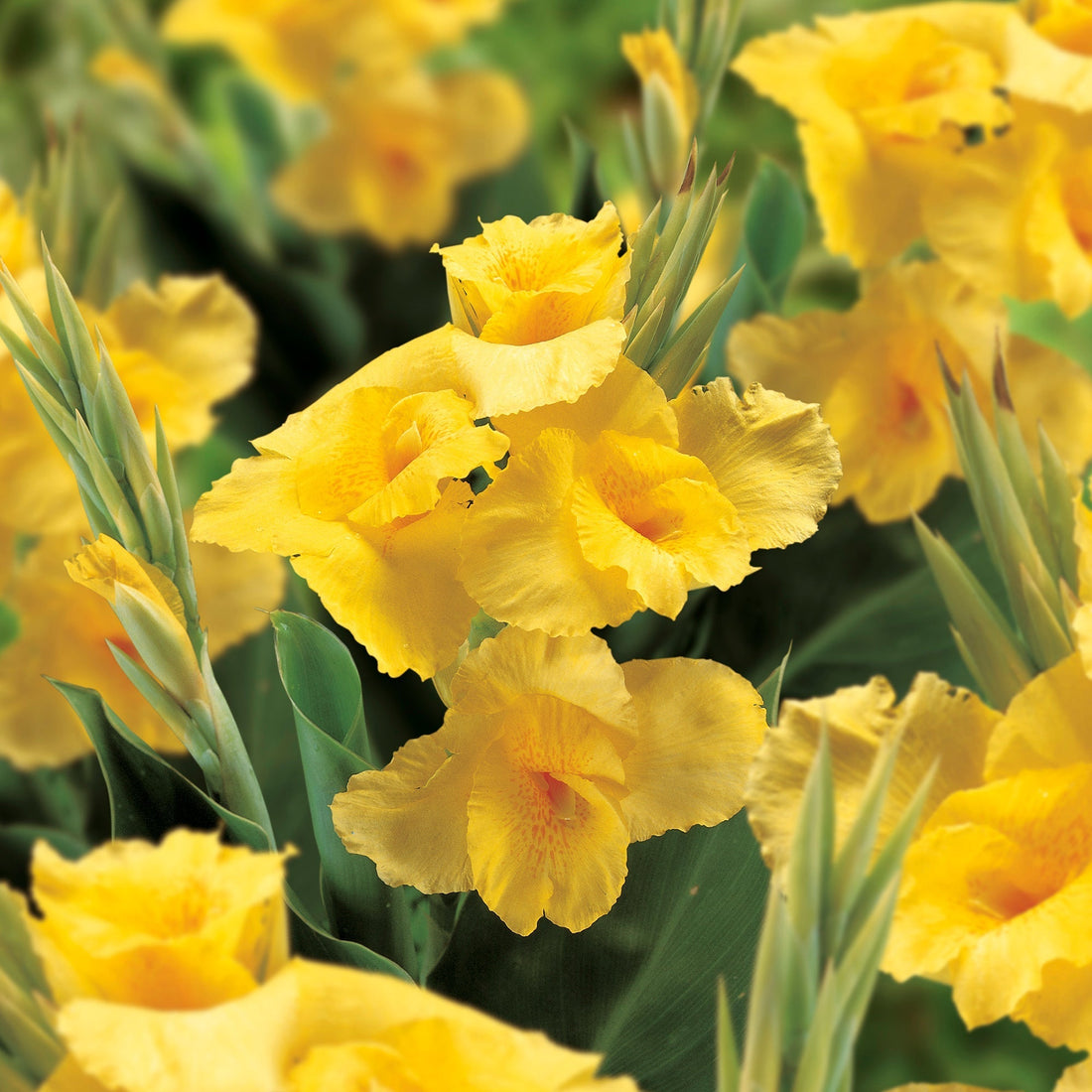 Kanna ‘Caballero’