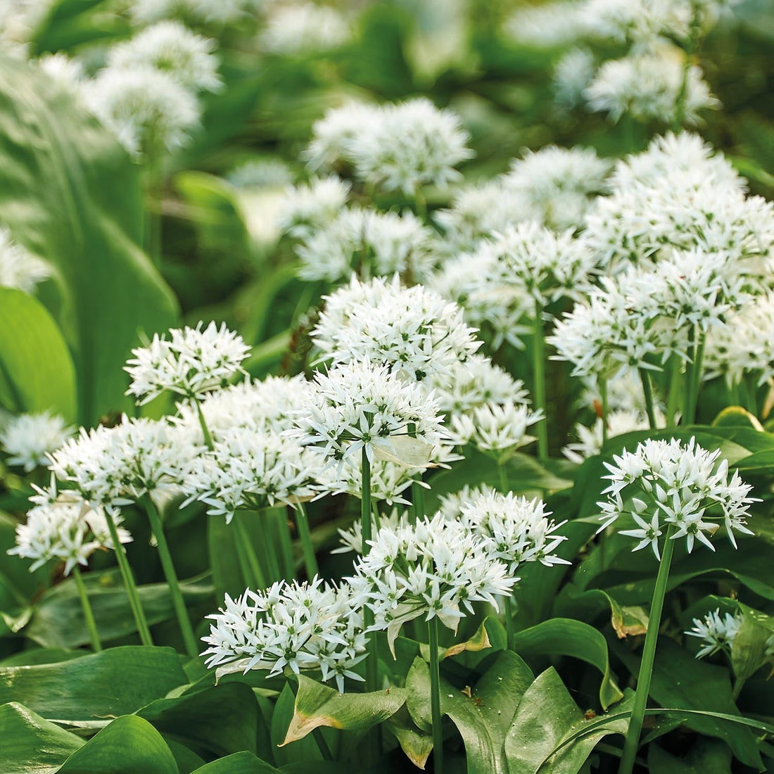Karhunlaukka, Allium 'Ursinum'