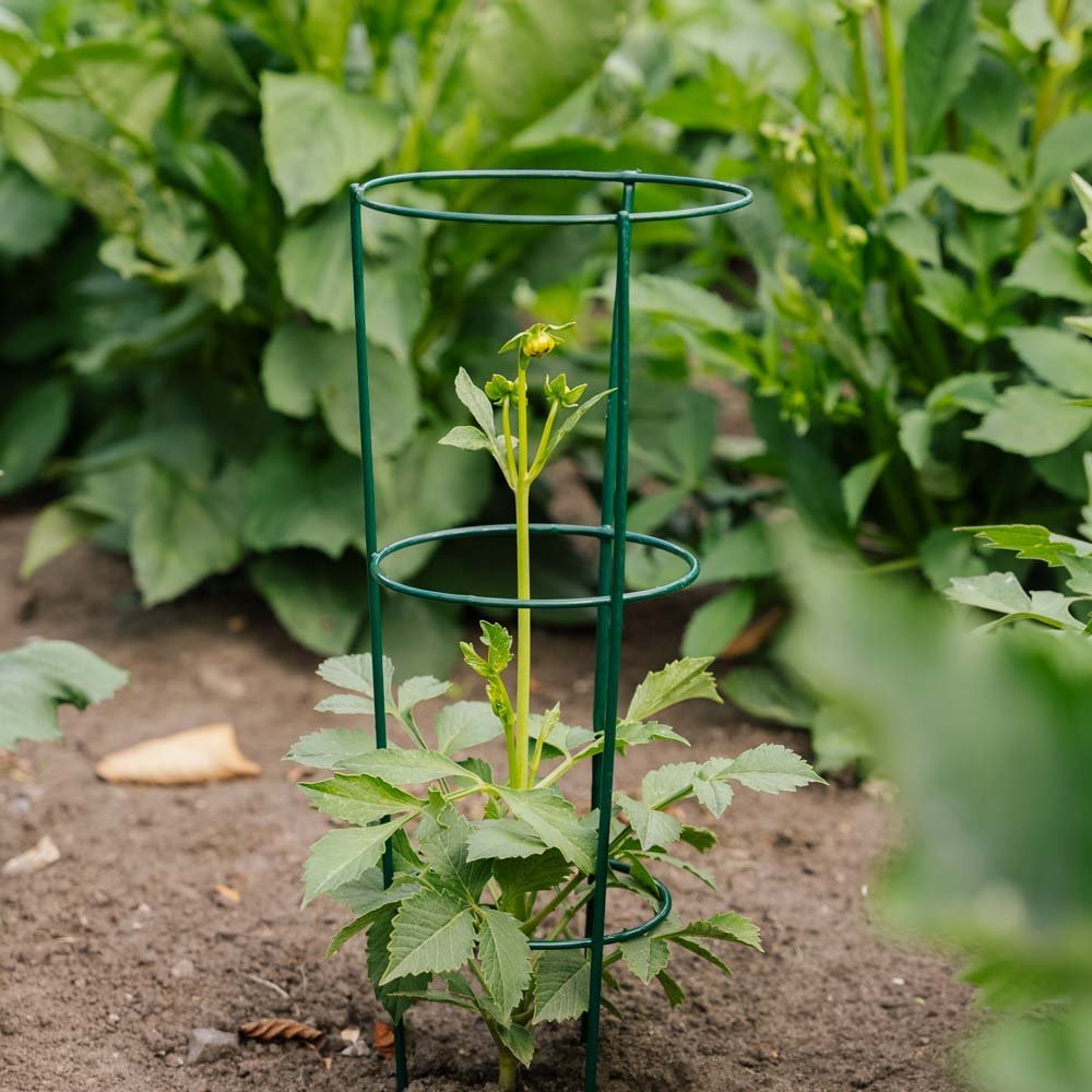 Kartiomainen kasvituki, Pituus: 18 cm Leveys: 18 cm Korkeus: 48 cm