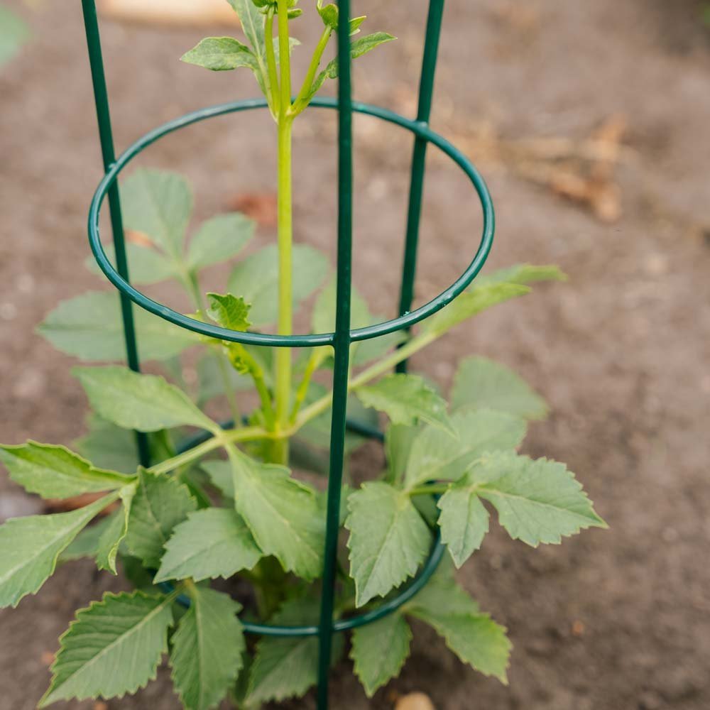 Kartiomainen kasvituki, Pituus: 18 cm Leveys: 18 cm Korkeus: 48 cm