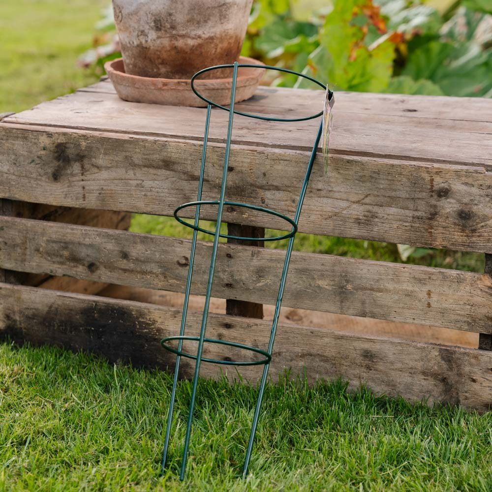 Kartiomainen kasvituki, Pituus: 18 cm Leveys: 18 cm Korkeus: 48 cm