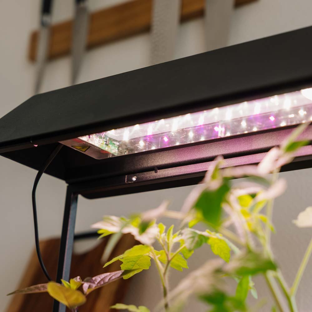 Kasvivalo, musta, Pituus: 17,5 cm Leveys: 42,4 cm Korkeus: 36.5 cm