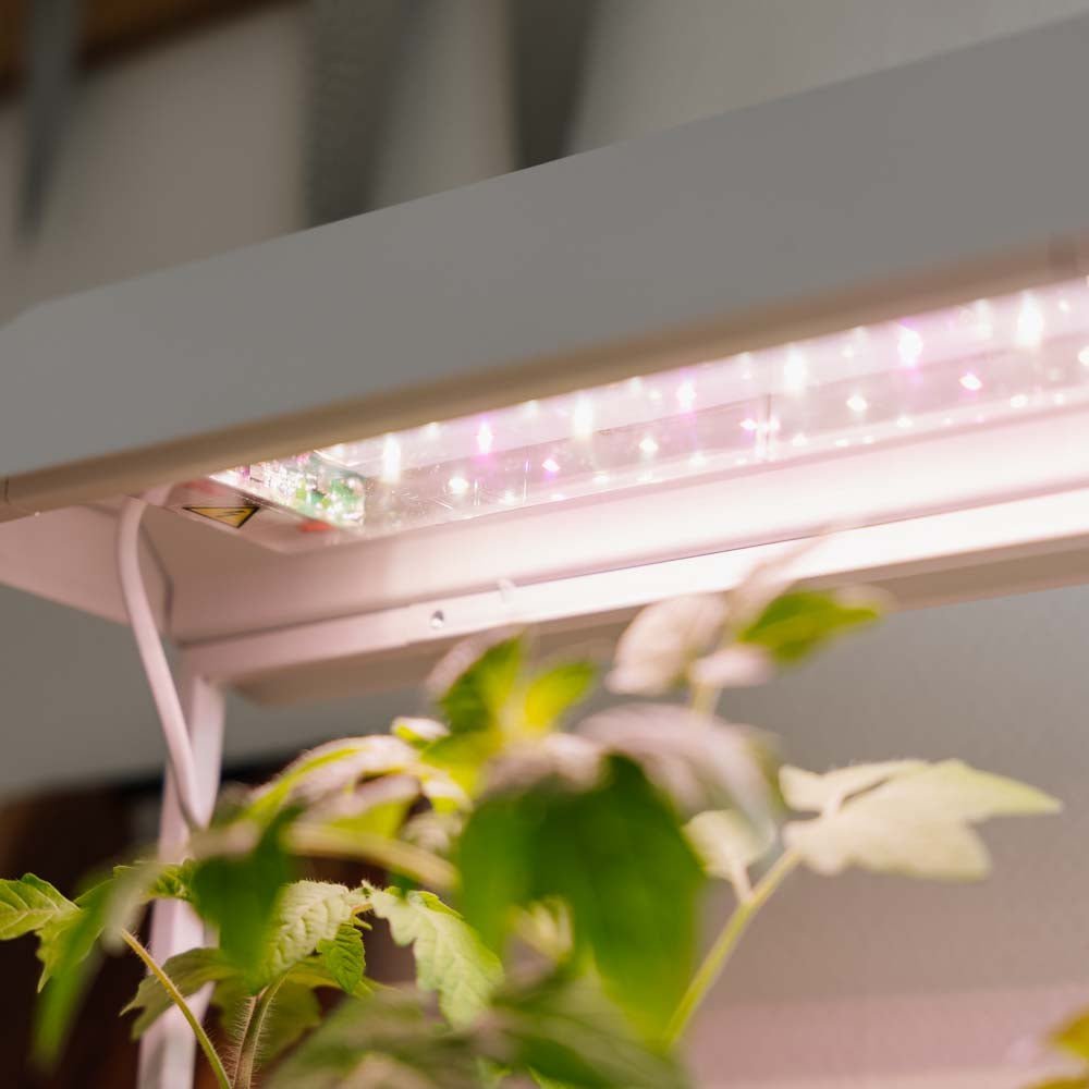 Kasvivalo, valkoinen, Pituus: 17,5 cm Leveys: 42,4 cm Korkeus: 36.5 cm