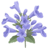 Kissanmintut paljasjuuritaimet / Nepeta