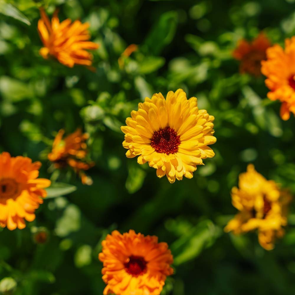 Kehäkukan siemenet 'Mix' - 70 luomusiementä