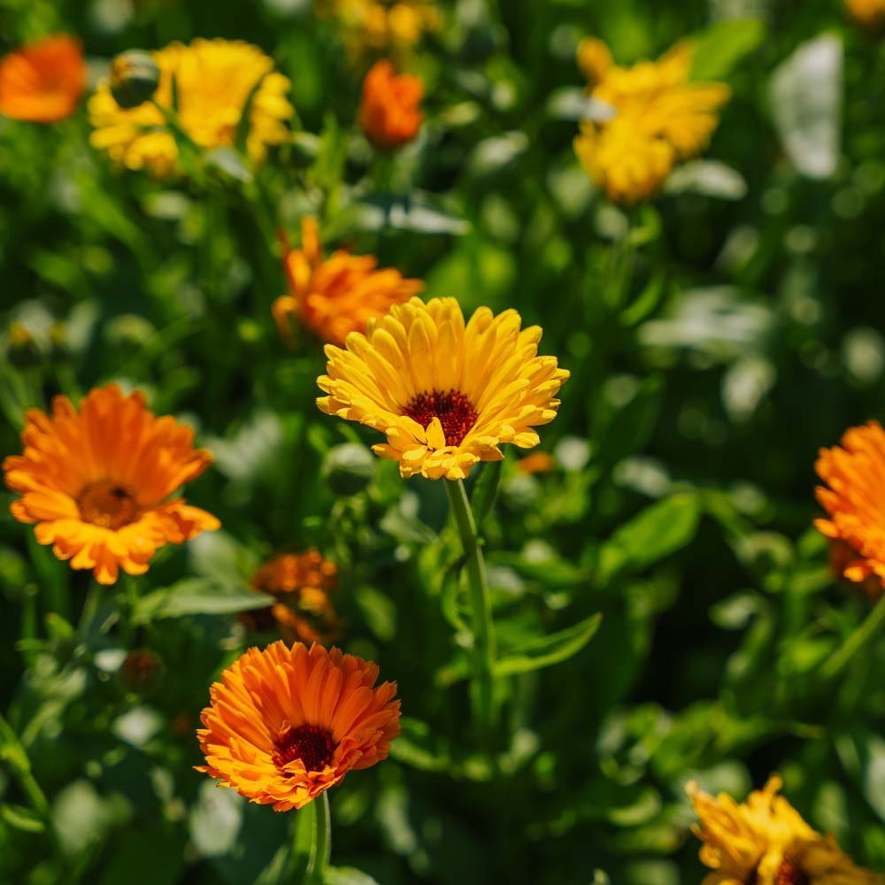 Kehäkukan siemenet 'Mix' - 70 luomusiementä